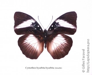 Самка  Cymothoe hyarbita
