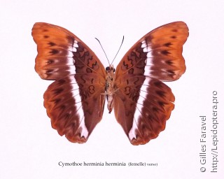 Cymothoe herminia