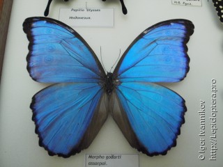 Morpho menelaus