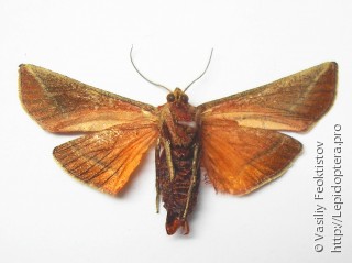 Lepidoptera