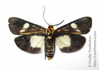 Vitessa teleroma