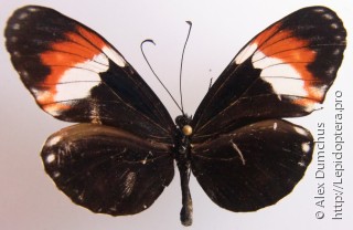 Lepidoptera