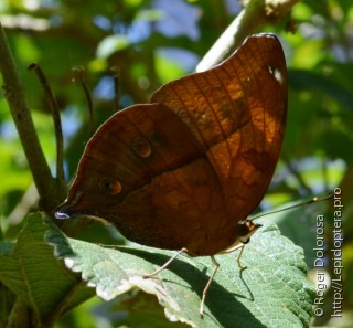 Doleschallia bisaltide