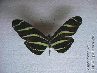 Heliconius charithonia