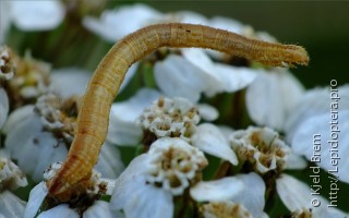 Eupithecia subumbrata