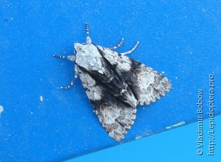 Acronicta alni