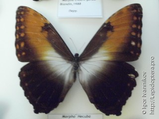 Morpho hecuba