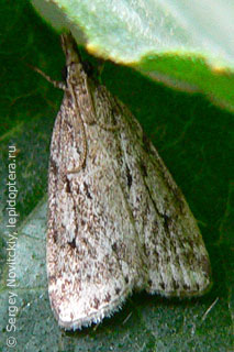 Eudonia pallida