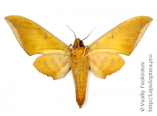 Самец  Ambulyx pryeri