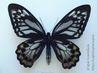 Ornithoptera croesus