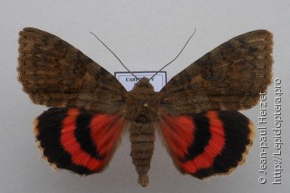 Catocala oberthuri