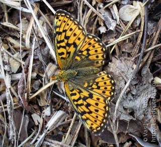 Boloria euphrosyne