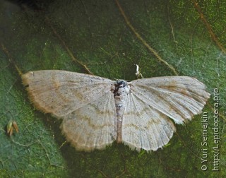 Lepidoptera