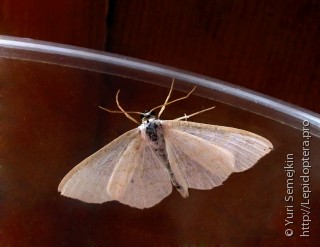 Lepidoptera