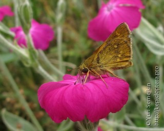 Lepidoptera