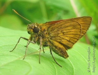 Lepidoptera