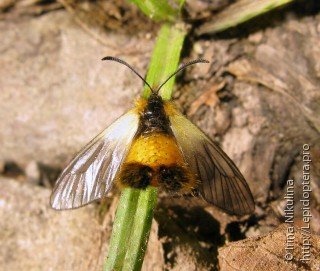 Pryeria sinica