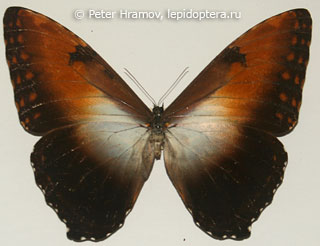 Morpho hecuba