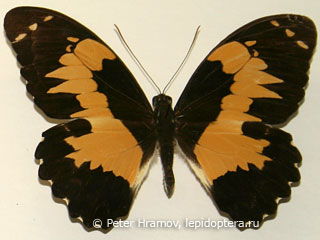 Имаго  Papilio euchenor