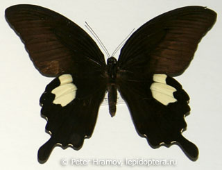 Papilio helenus