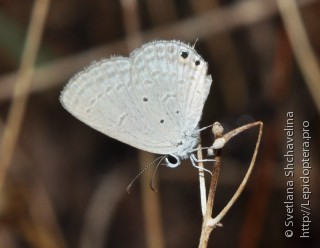 Lepidoptera