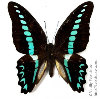 Graphium milon