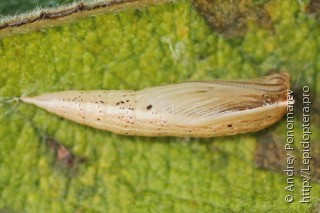 Cyclophora pendularia