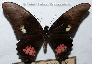 Имаго  Papilio anchisiades
