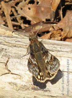 Erynnis montanus