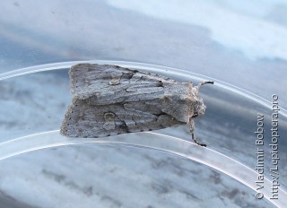 Имаго  Acronicta pruinosa