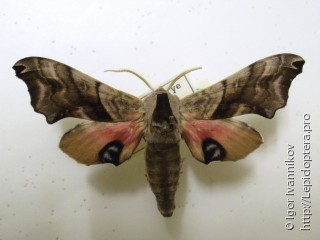 Smerinthus caecus