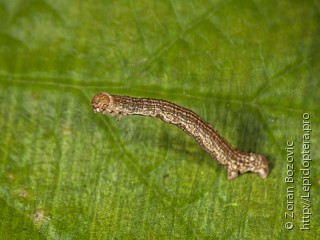 Erannis defoliaria