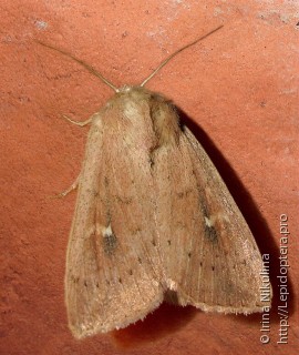 Mythimna ferrago