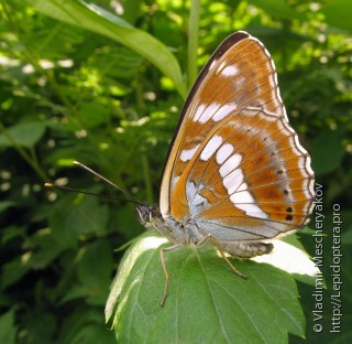 Limenitis amphyssa