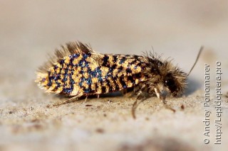 Eriocraniidae