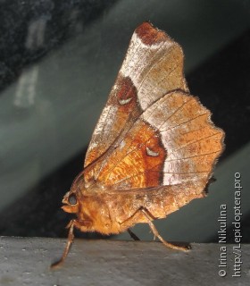 Selenia tetralunaria