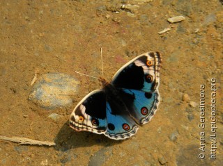 Junonia orithya