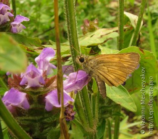 Ochlodes ochracea