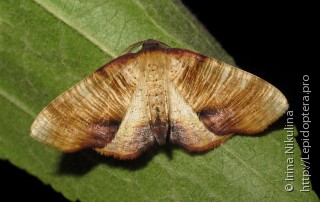 Имаго  (Plagodis dolabraria)
