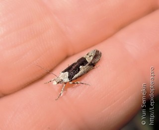 Ypsolopha amoenella