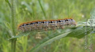 Malacosoma castrensis