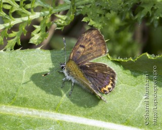 Lycaena helle