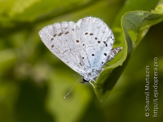 Celastrina argiolus