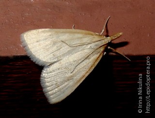 Lepidoptera