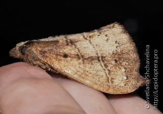 Lepidoptera