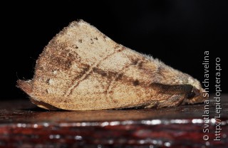 Lepidoptera