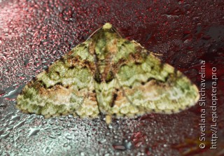 Lepidoptera