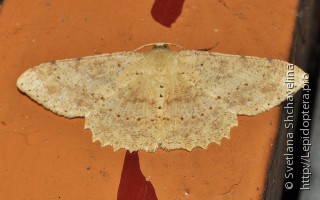 Lepidoptera