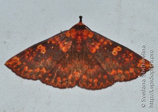 Lepidoptera