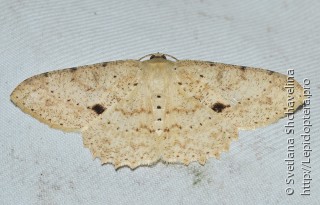 Lepidoptera